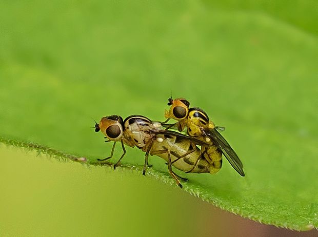 zelenuška žltopása Chlorops pumilionis