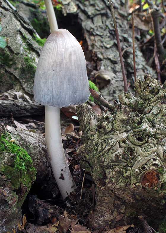 hnojník atramentový Coprinopsis atramentaria (Bull.) Redhead, Vilgalys & Moncalvo