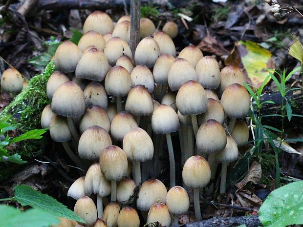 hnojník Coprinus sp.