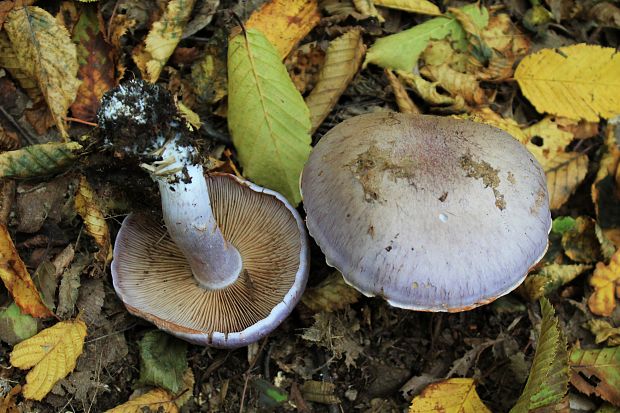 pavučinovec Cortinarius sp.