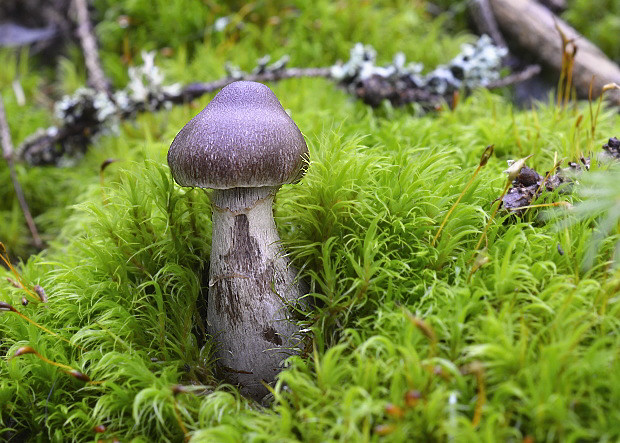 pavučinovec Cortinarius sp.