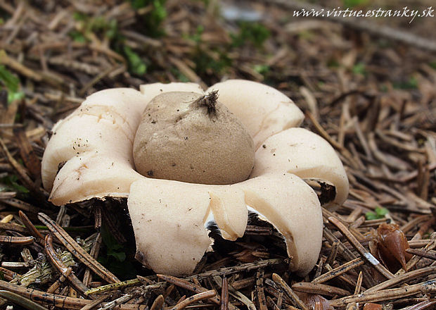 hviezdovka strapkatá Geastrum fimbriatum Fr.