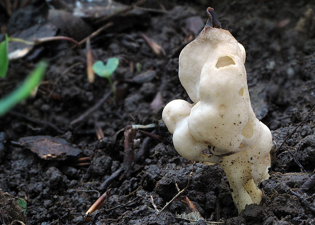 chriapač kučeravý Helvella crispa (Scop.) Fr.