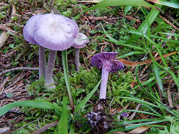 lakovka ametystová Laccaria amethystina (Huds.) Cooke