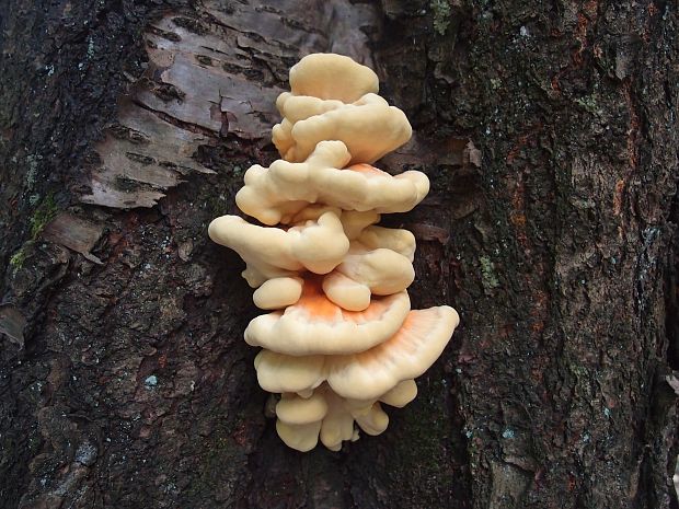 sírovec obyčajný Laetiporus sulphureus (Bull.) Murrill