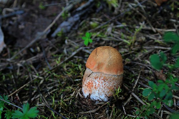 kozák dubový Leccinum aurantiacum (Bull.) Gray