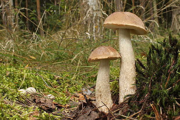 kozák sivohnedý Leccinum cyaneobasileucum Lannoy & Estadès