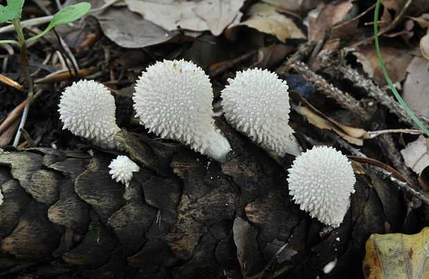 prášnica bradavičnatá Lycoperdon perlatum Pers.