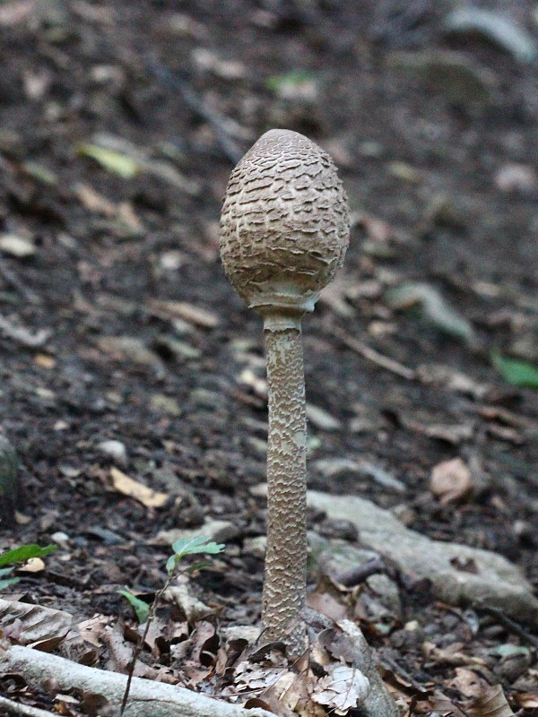 bedľa vysoká Macrolepiota procera (Scop.) Singer