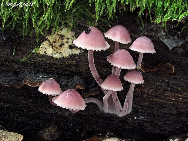 prilbička krvavomliečna Mycena haematopus (Pers.) P. Kumm.