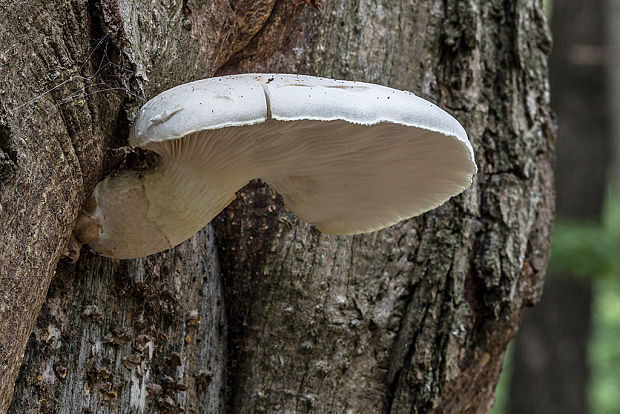 hliva dubová Pleurotus dryinus (Pers.) P. Kumm.