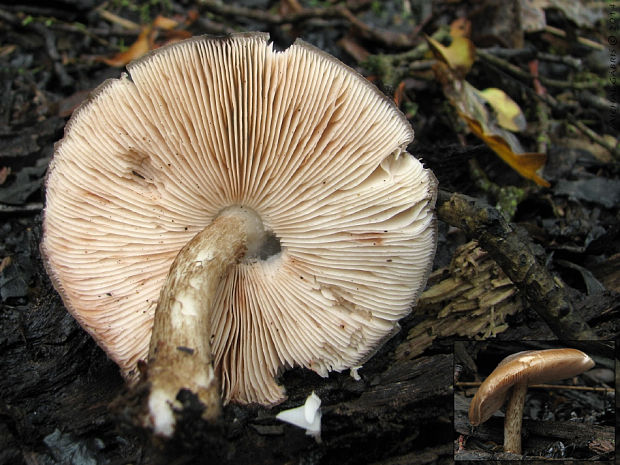 štítovka jelenia Pluteus cervinus (Schaeff.) P. Kumm.