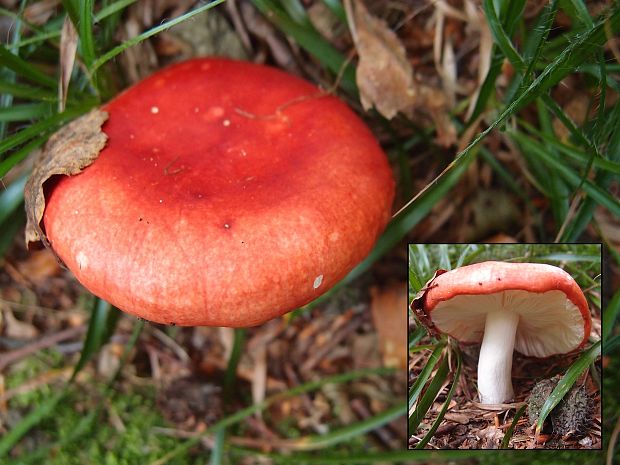 plávka Russula sp.