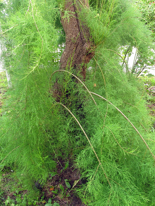 tamariška Tamarix gallica L.