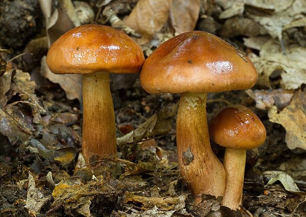 čírovka slizká Tricholoma ustaloides Romagn.