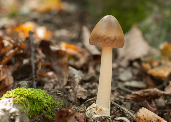 muchotrávka plavohnedá   Amanita fulva Fr.