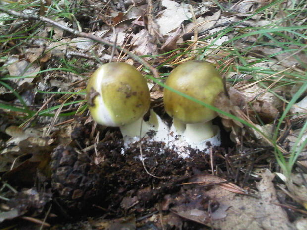 muchotrávka zelená Amanita phalloides (Vaill. ex Fr.) Link