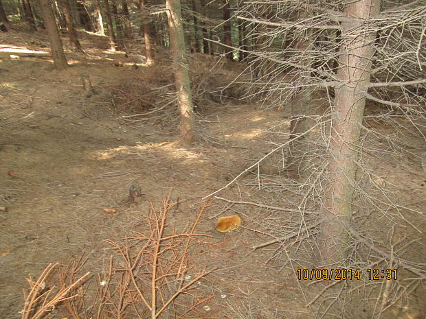 hríb smrekový Boletus edulis Bull.