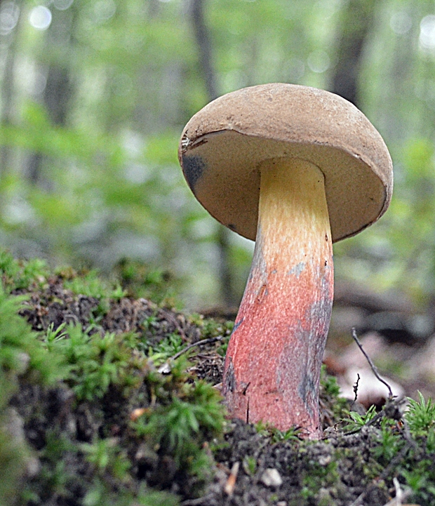 hríb Boletus sp.