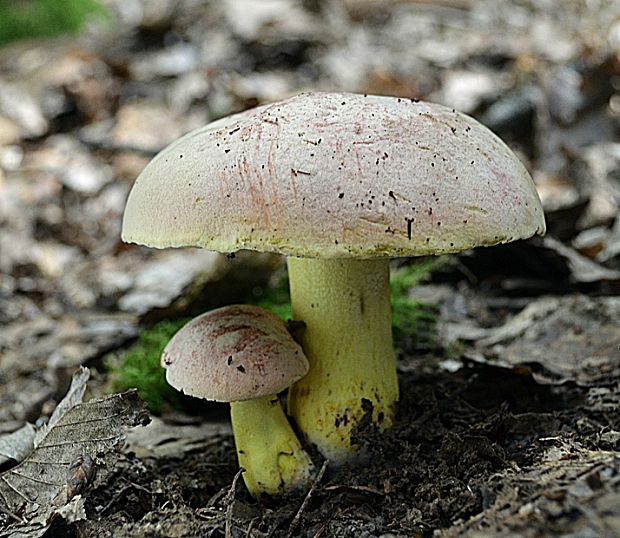 hríb kráľovský Butyriboletus regius (Krombh.) D. Arora & J.L. Frank