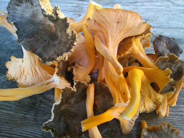 kuriatko žltohnedé Cantharellus lutescens Fr.