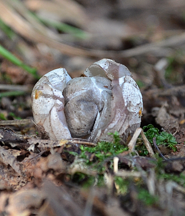 mrežovka kvetovitá Clathrus archeri (Berk.) Dring