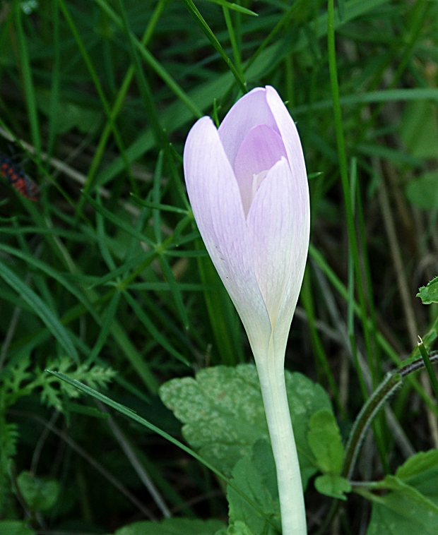 jesienka obyčajná Colchicum autumnale