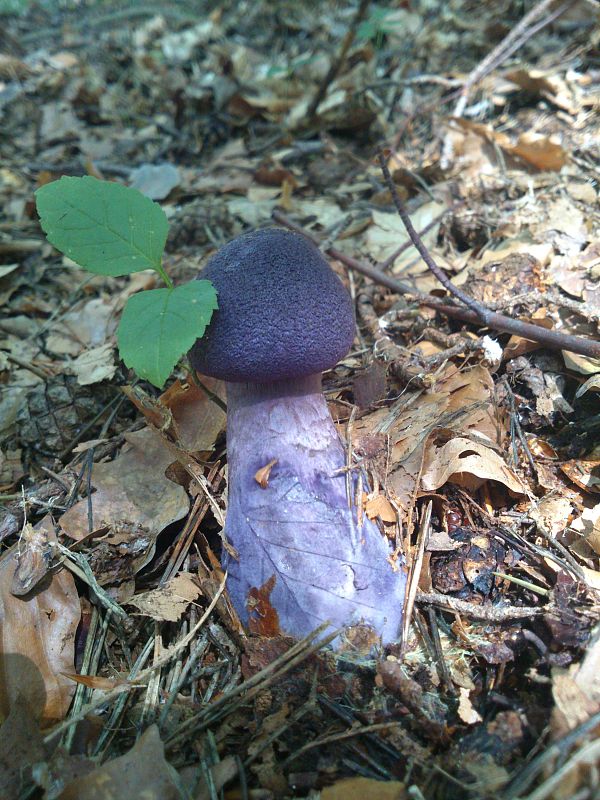 pavučinovec hercýnsky Cortinarius hercynicus (Pers.) M.M. Moser