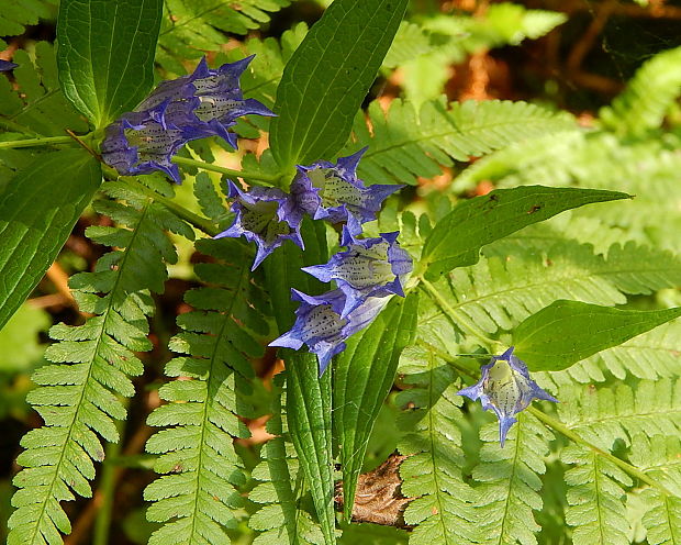 horec luskáčovitý Gentiana asclepiadea L.