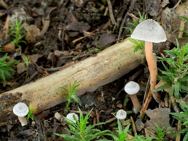 vláknica páperistá Inocybe petiginosa (Fr.) Gillet