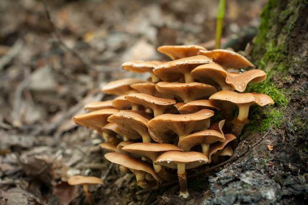 šupinačka menlivá Kuehneromyces mutabilis (Schaeff.) Singer & A.H. Sm.