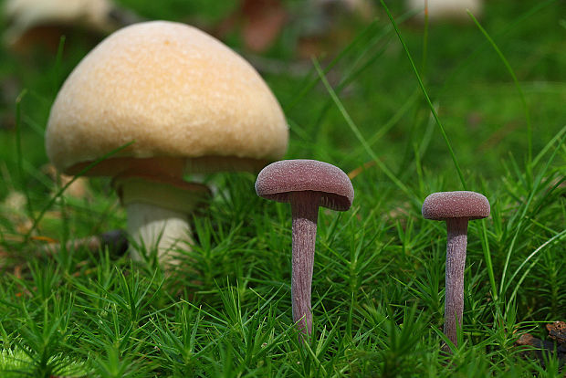 lakovka ametystová Laccaria amethystina (Huds.) Cooke