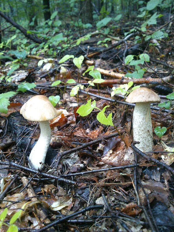 kozák biely Leccinum holopus (Rostk.) Watling