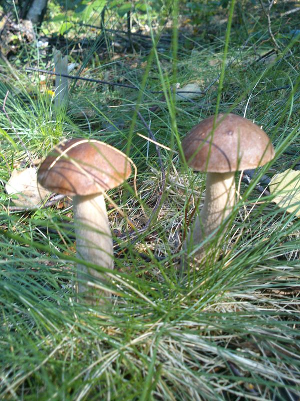 kozák brezový Leccinum scabrum (Bull.) Gray