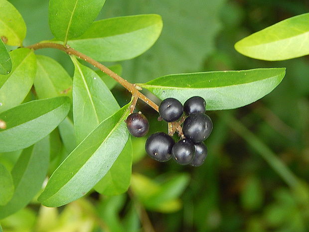 zob vtáčí Ligustrum vulgare L.