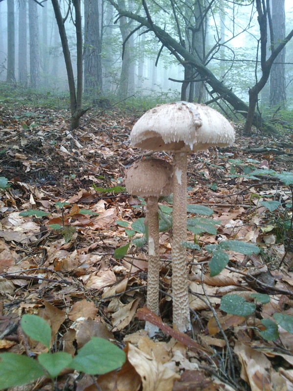 bedľa vysoká Macrolepiota procera (Scop.) Singer