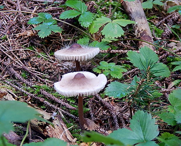 prilbička reďkovková Mycena pura (Pers.) P. Kumm.