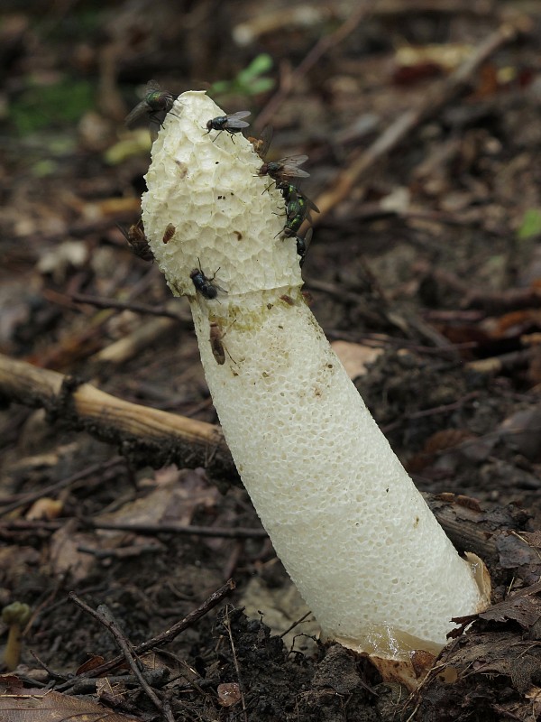 hadovka smradľavá Phallus impudicus L.