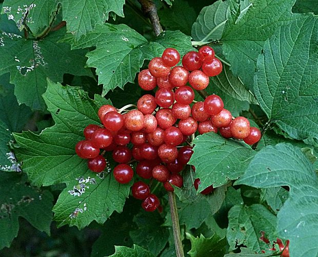 kalina obyčajná Viburnum opulus L.