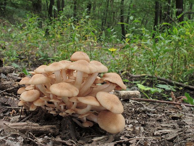 podpňovka bezprsteňová Armillaria socialis (DC.) Fayod