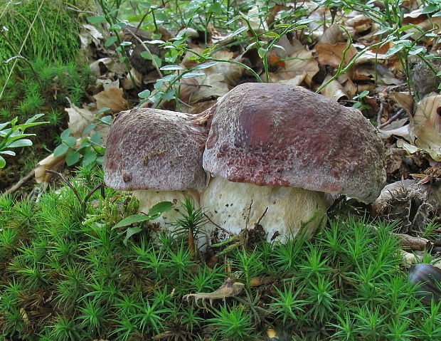 hríb sosnový Boletus pinophilus Pil. et Dermek in Pil.