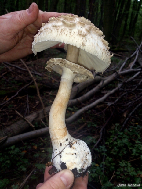 bedľa Olivierova Chlorophyllum olivieri (Barla) Vellinga