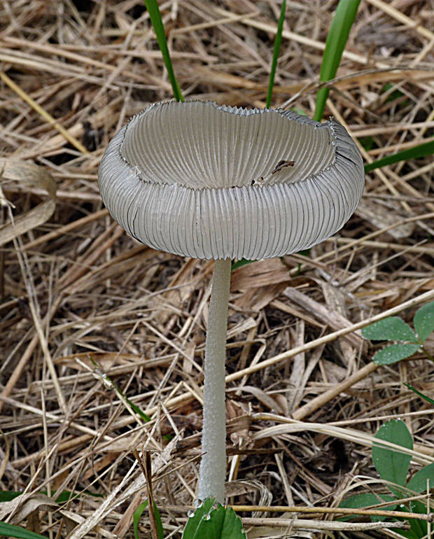 hnojník Coprinellus sp.