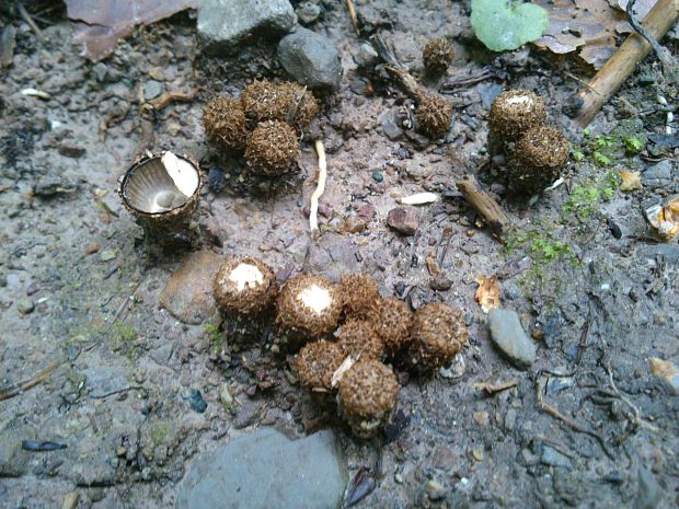 čiaškovec pásikavý Cyathus striatus (Huds.) Willd.