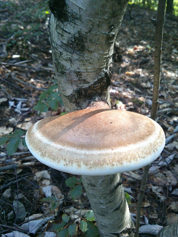 brezovník obyčajný Fomitopsis betulina (Bull.) B.K. Cui, M.L. Han & Y.C. Dai