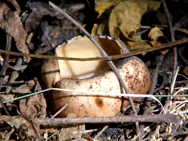 hrobnička Geopora sp.