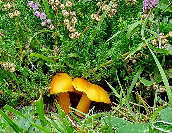 lúčnica citrónovožltá Hygrocybe chlorophana (Fr.) Wünsche