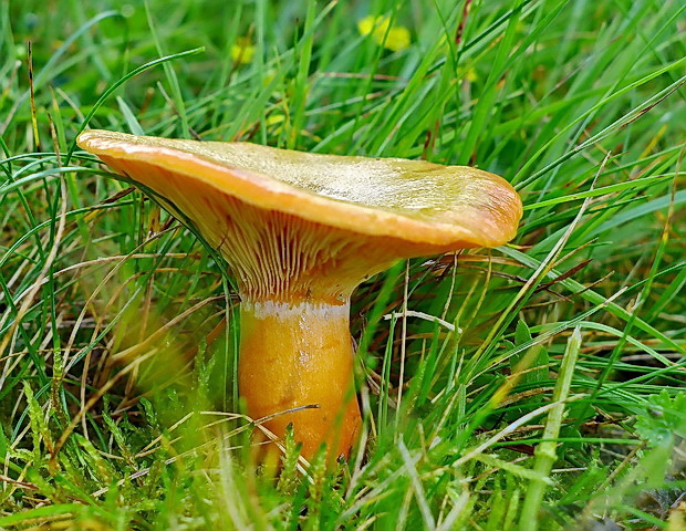 rýdzik smrekový Lactarius deterrimus Gröger