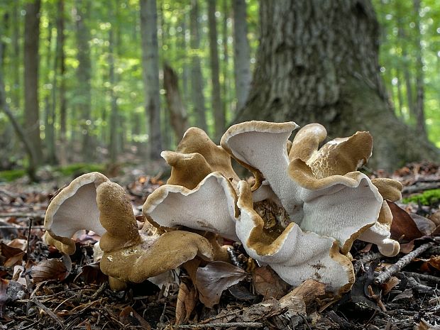 krásnopórovec zelenohnedý Laeticutis cristata (Schaeff.) Audet