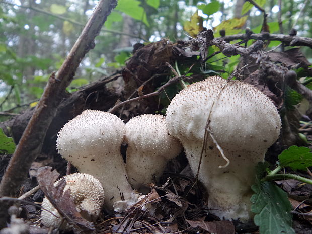 prášnica bradavičnatá Lycoperdon perlatum Pers.